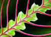 Hirt's Red Prayer Plant - Maranta - Easy to Grow House Plant -4" Pot- Live Plant