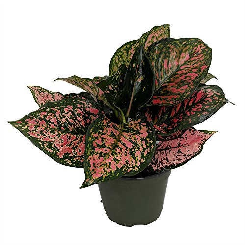 Red Valentine Chinese Evergreen Plant - Aglaonema - Grows in Dim Light - 6