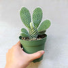 Opuntia Microdasys Bunny Ears Cactus | Angel Wing Cactus | Mickey Mouse Cactus | Premium Succulent Gift Box (4 inch)
