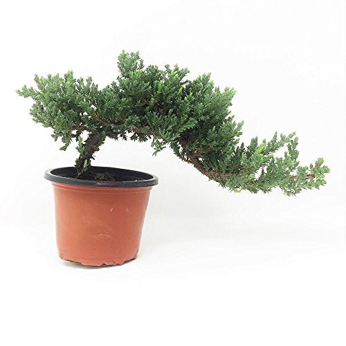 Bonsai DIY Kit - Juniper at