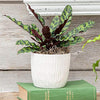AMERICAN PLANT EXCHANGE Calathea Lancifolia Rattlesnake Prayer Live Plant, 6" Pot, Indoor/Outdoor Air Purifier