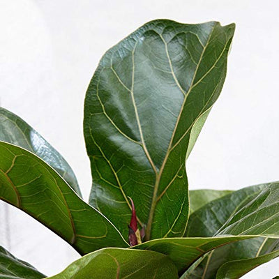 AMERICAN PLANT EXCHANGE Fiddle Leaf Fig Ficus Lyrata Live Plant, 6" Pot, Top Indoor Air Purifier