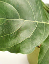 Shop Succulents Ficus Lyrata' House Plant in 6" Grow Pot, Hand Selected, Ideal for Home Décor or Wedding Events, 6" Grower, Fiddle-Fig Leaf
