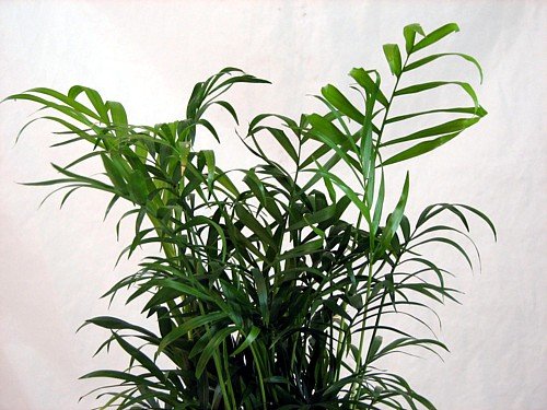 Hirt's Victorian Parlor Palm - Chamaedorea - 4" Pot - Live Plant