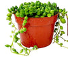 Fat Plants San Diego Succulent Plant(s) Fully Rooted in 4 inch Planter Pots with Soil - Real Live Potted Succulents/Unique Indoor Cactus Decor (1, String of Pearls)
