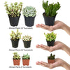 Altman Plants Assorted Live Cactus Collection mini real cacti for planters or gifts, 2.5 Inch,4 Pack