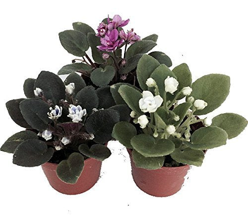 Miniature African Violet - 3 Plants/2