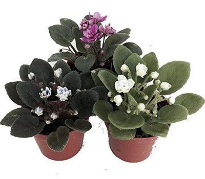 Miniature African Violet - 3 Plants/2" Pot - Great for Terrariums/Fairy Gardens unique from Jmbamboo