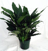 Peace Lily Plant - Spathyphyllium - Great House Plant - 4" Pot unique from jmbamboo