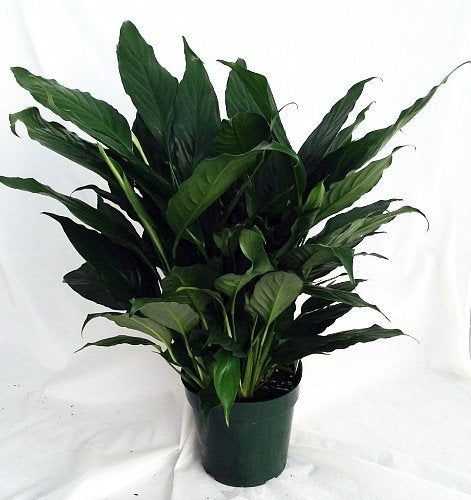 Peace Lily Plant - Spathyphyllium - Great House Plant - 4