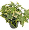 Gold Child English Ivy - Hardy Groundcover/House Plant - Sun or Shade - 4" Pot