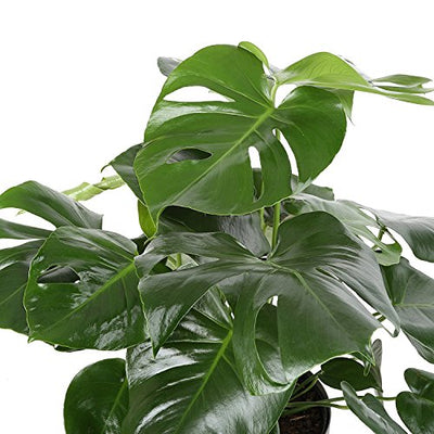 Costa Farms Split-Leaf Philodendron, Monstera deliciosa, Live Indoor Plant, 2 to 3-Feet Tall, Ships with Décor Planter, Fresh From Our Farm, Excellent Gift or Home Décor