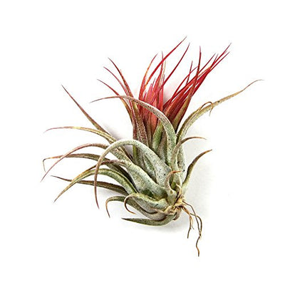 12 Pack Tillandsia Ionantha Air Plants - Fast Shipping - 30 Day Guarantee - Wholesale - Bulk - House Plants - Succulents - Air Plant Care Ebook Included