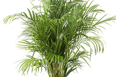 Costa Farms Areca Butterfly Palm Tree, Live Indoor Plant, 3 to 4-Feet Tall, Ships with Décor Planter, Fresh From Our Farm, Excellent Gift or Home Décor