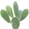Opuntia Microdasys Bunny Ears Cactus | Angel Wing Cactus | Mickey Mouse Cactus | Premium Succulent Gift Box (4 inch)
