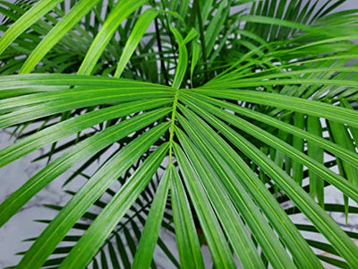 Majesty Palm - 3 Gallon Pot - Overall Height 42" to 48" - Tropical Plants of Florida