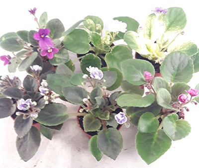Miniature African Violet - 5 Plants/2" Pot - Great for Terrariums/Fairy Gardens unique from Jmbamboo