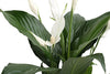 Costa Farms Spathiphyllum Peace Lily Live Indoor Plant in Premium Scheurich Ceramic Planter, 15-Inch, Gift