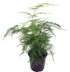 Fern Leaf Plumosus Asparagus Fern - 4" Pot - Easy to Grow - Great Houseplant