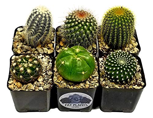 Fat Plants San Diego Mini Cactus Plants in Plastic Planters