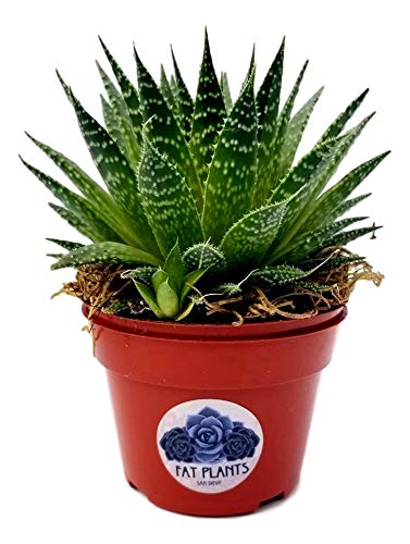 Fat Plants San Diego Succulent Plant(s) Fully Rooted in 4 inch Planter Pots with Soil - Real Live Potted Succulents/Unique Indoor Cactus Decor (1, Aristata Aloe)