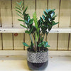 AMERICAN PLANT EXCHANGE ZZ Zanzibar Gem Live Plant, 6" Pot, Indoor/Outdoor Air Purifier
