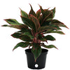 Costa Farms Aglaonema Red Chinese Evergreen Live Indoor Plant, 14-Inches Tall, Ships in Grower's Pot