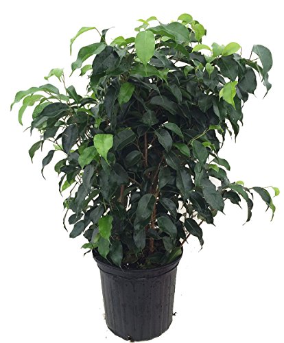 Wintergreen Weeping Fig Tree - Ficus - Great Indoor Tree for Low Light - 8