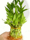 9GreenBox - 3 Tier 4 6 8 Top Quality Lucky Bamboo for Feng Shui (Total About 38 Stalks)