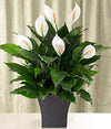 AMERICAN PLANT EXCHANGE Spathiphyllum Flower Bunch Peace Lily Easy Care Live Plant, 6" Pot, Top Indoor Air Purifier