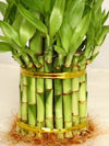 9GreenBox - 3 Tier 4 6 8 Top Quality Lucky Bamboo for Feng Shui (Total About 38 Stalks)