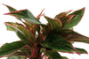 Costa Farms Aglaonema Red Chinese Evergreen Live Indoor Plant, 14-Inches Tall, Ships in Grower's Pot