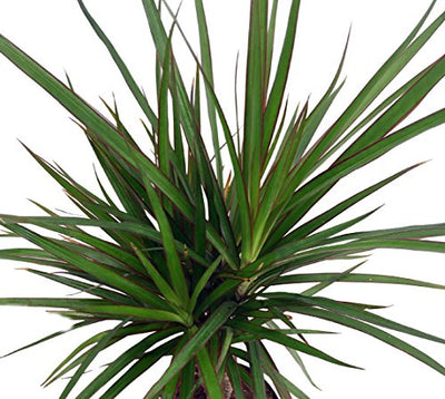 Madagascar Dragon Tree - Dracaena marginata - 4" Pot - Easy to Grow House Plant