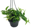 Golden Devil's Ivy - Pothos - Epipremnum - 6" Hanging Pot - Clean Air Machine