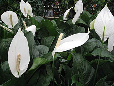 AMERICAN PLANT EXCHANGE Spathiphyllum Debbie Peace Lily Live Plant, 3 Gallon, Indoor/Outdoor Air Purifier