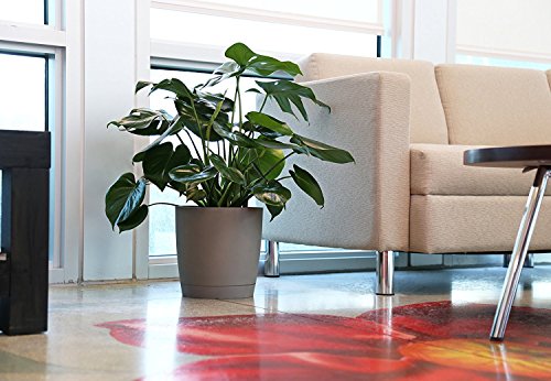 Costa Farms Split-Leaf Philodendron, Monstera deliciosa, Live Indoor Plant, 2 to 3-Feet Tall, Ships with Décor Planter, Fresh From Our Farm, Excellent Gift or Home Décor
