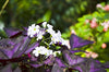 Oxalis Triangularis Bulbs Purple Shamrocks - 20 Robust Bulbs Grows Indoors and Out