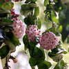 AMERICAN PLANT EXCHANGE Hindu Rope Hoya Live Plant, 6" Pot, Exotic Flowering Succulent Vine