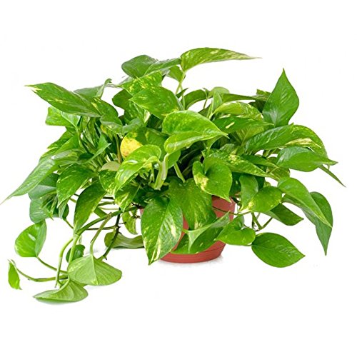 AMERICAN PLANT EXCHANGE Golden Pothos Indoor/Outdoor Air Purifier Live Plant, 6