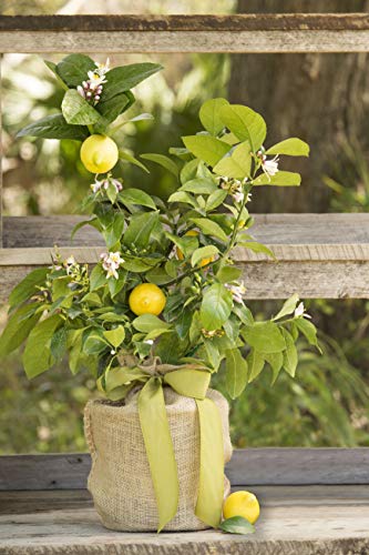 Housewarming Improved Meyer Lemon Gift Tree by The Magnolia Company