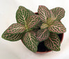 Pink Nerve Plant - Fittonia - Terrarium/Fairy Garden/House Plant - 2.5" Pot