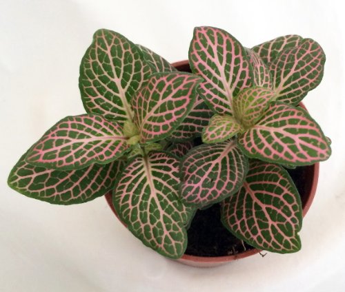 Pink Nerve Plant - Fittonia - Terrarium/Fairy Garden/House Plant - 2.5