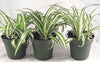 Ocean Spider Plant - 4'' Pot 3 Pack for Better Growth - Cleans the Air/Easy to Grow by Jmbamboo