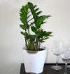 Costa Farms ZZ Zamioculcas Zamiifolia Live Indoor Plant, 12-Inch Tall, Fresh From Our Farm, Excellent Gift