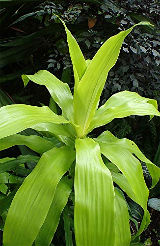 AMERICAN PLANT EXCHANGE Dracena Limelight XL Madagascar Dragon Tree Live Plant, 3 Gallon, Indoor/Outdoor Air Purifier