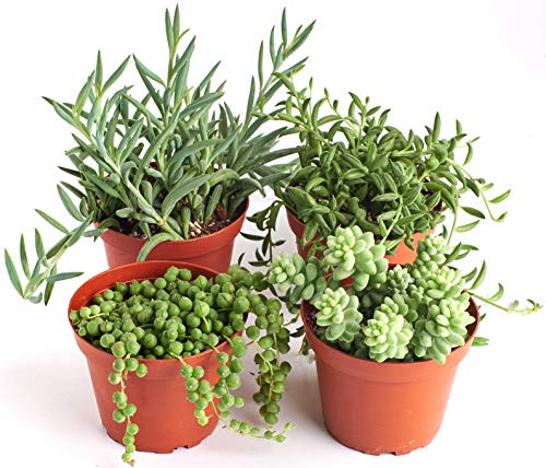 Shop Succulents | Hanging Live Succulent Plants, Hand Selected Pearls, Bananas, String of Fishhooks & Burrito Sedum Variety in 4
