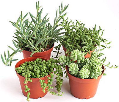 Shop Succulents | Hanging Live Succulent Plants, Hand Selected Pearls, Bananas, String of Fishhooks & Burrito Sedum Variety in 4" Grow Pots | Collection of 4, 4 inch