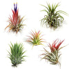12 Pack Tillandsia Ionantha Air Plants - Fast Shipping - 30 Day Guarantee - Wholesale - Bulk - House Plants - Succulents - Air Plant Care Ebook Included