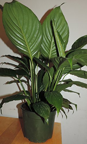 1-peace Lily Plant - Spathyphyllium - Great House Plant - 6" Pot unique -from jmbamboo