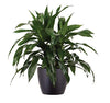 Shop Succulents | Live Dracaena Janet Craig Cane House Plant in 6" Grow Pot, Hand Selected for Size, Health & Readiness,